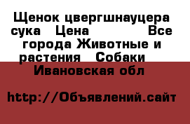 Щенок цвергшнауцера сука › Цена ­ 25 000 - Все города Животные и растения » Собаки   . Ивановская обл.